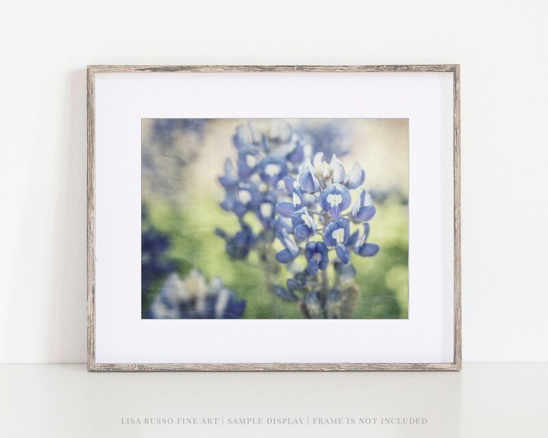 Bluebonnets Flowers Wall Art Print | Texas Wildflower Photography | Not Framed